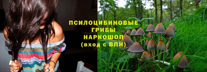 Галлюциногенные грибы Cubensis  хочу   Новокубанск 